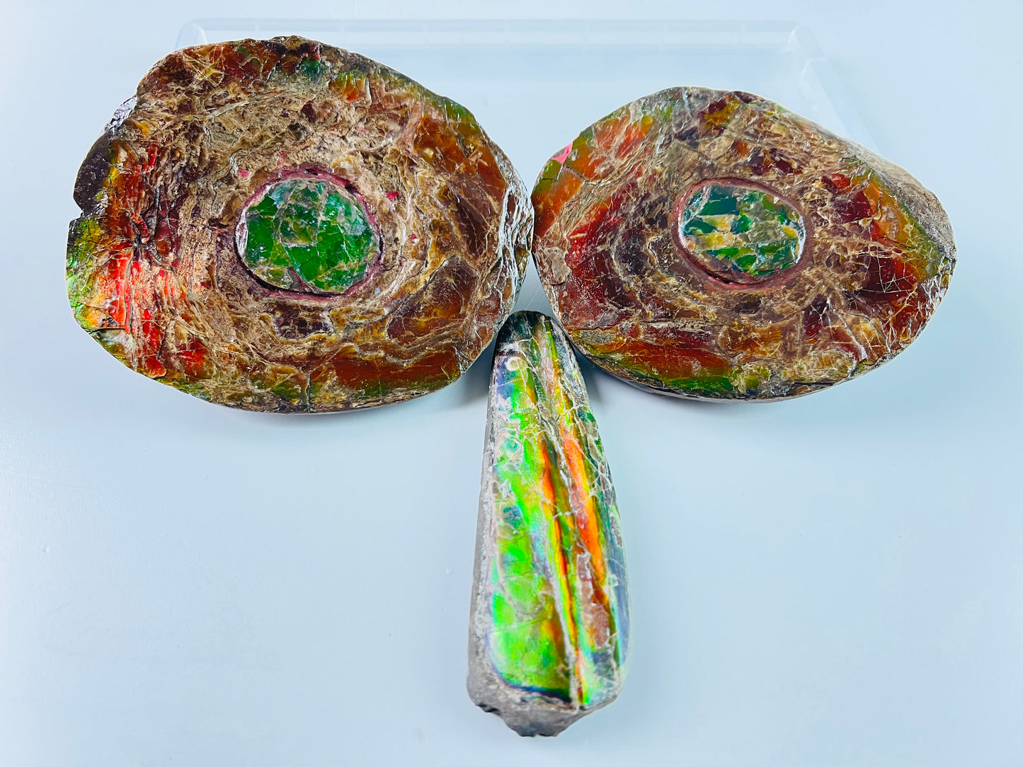 Ammolite Specimen - Rainbow