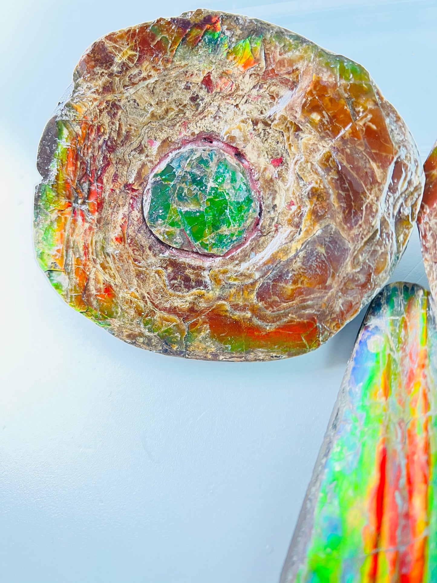 Ammolite Specimen - Rainbow