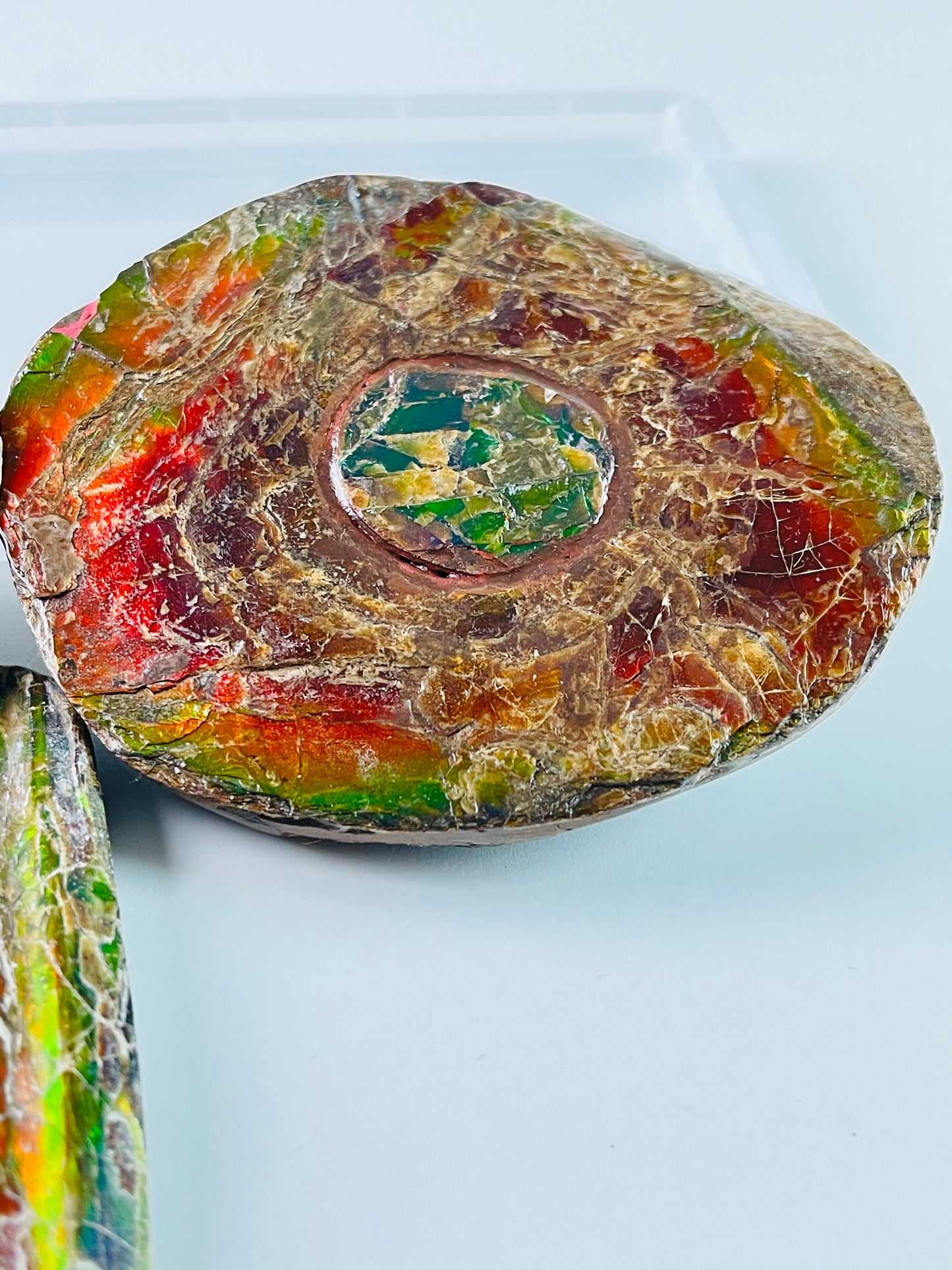 Ammolite Specimen - Rainbow