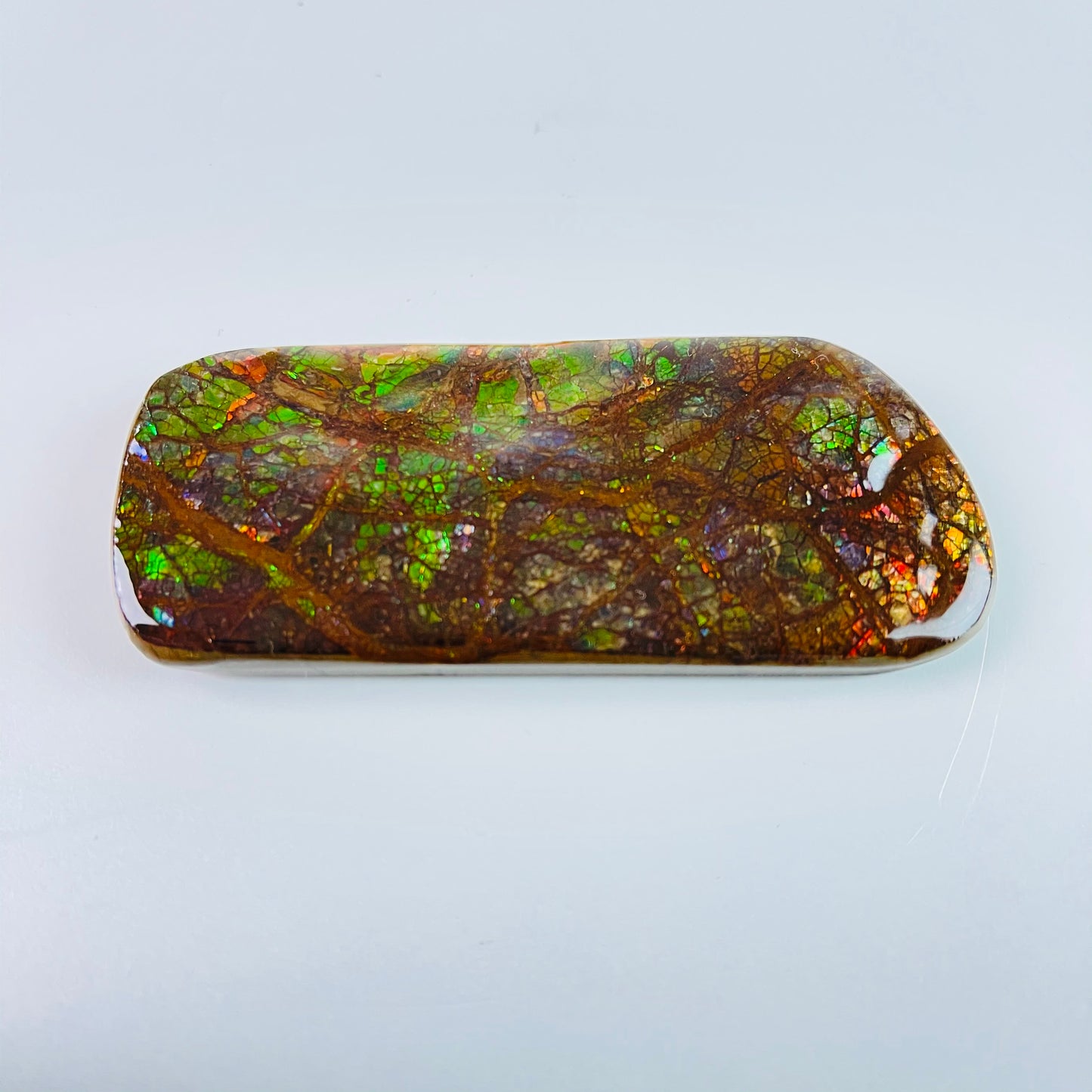 Ammolite