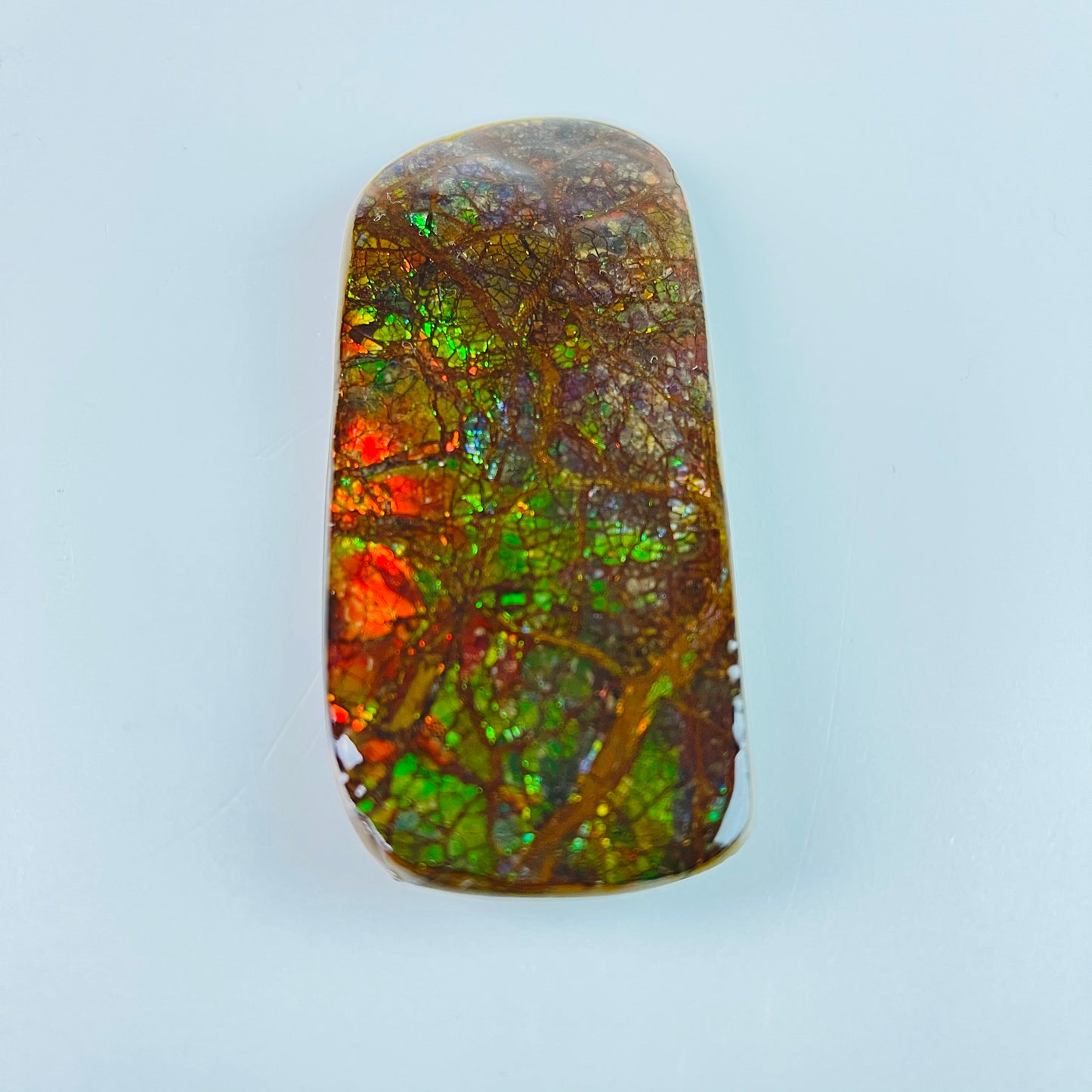 Ammolite