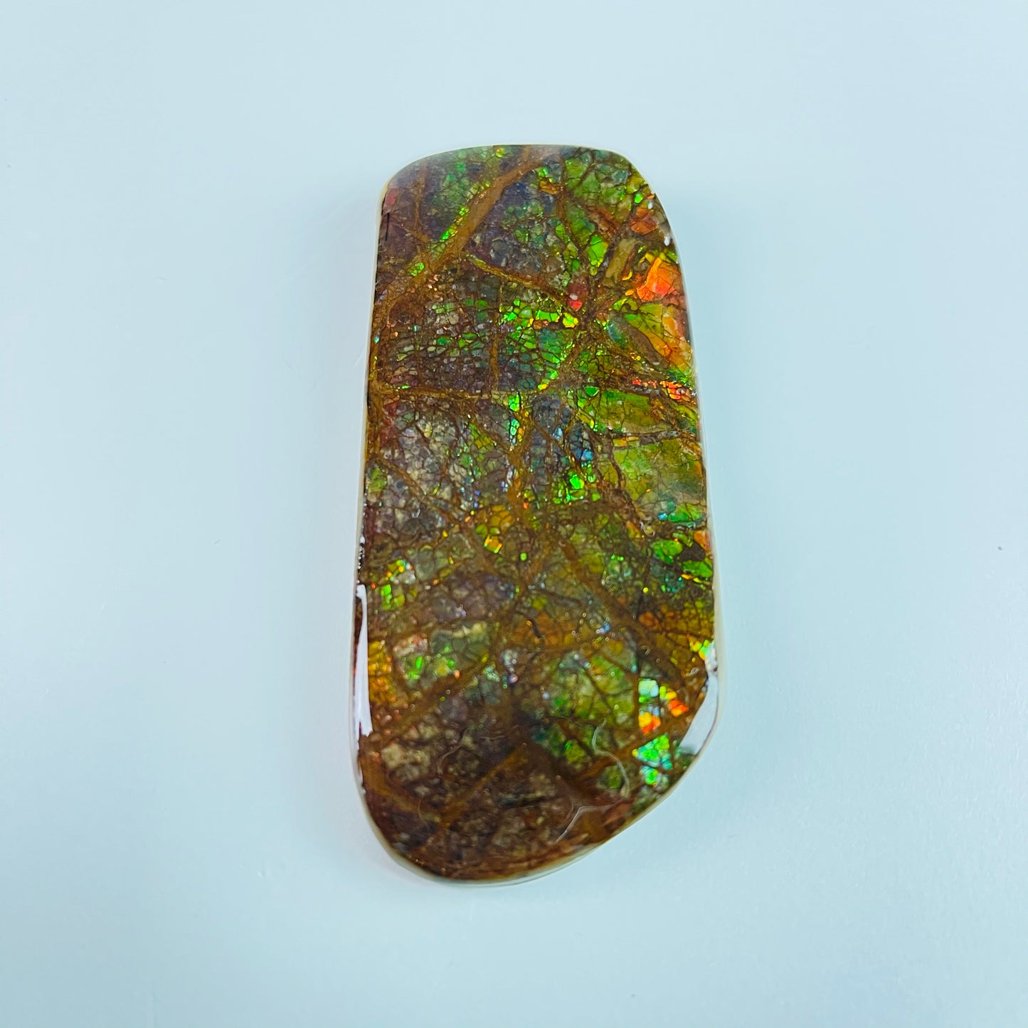 Ammolite