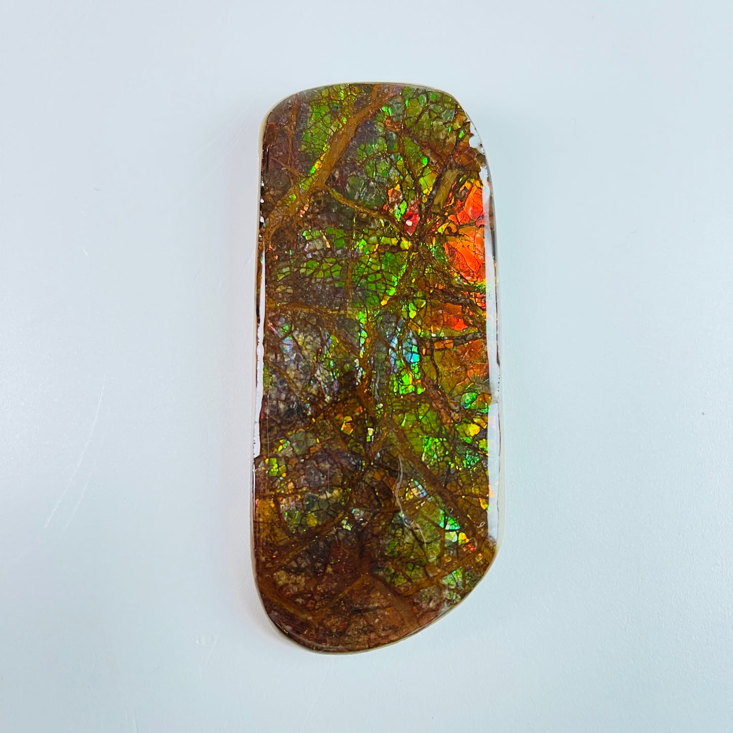 Ammolite