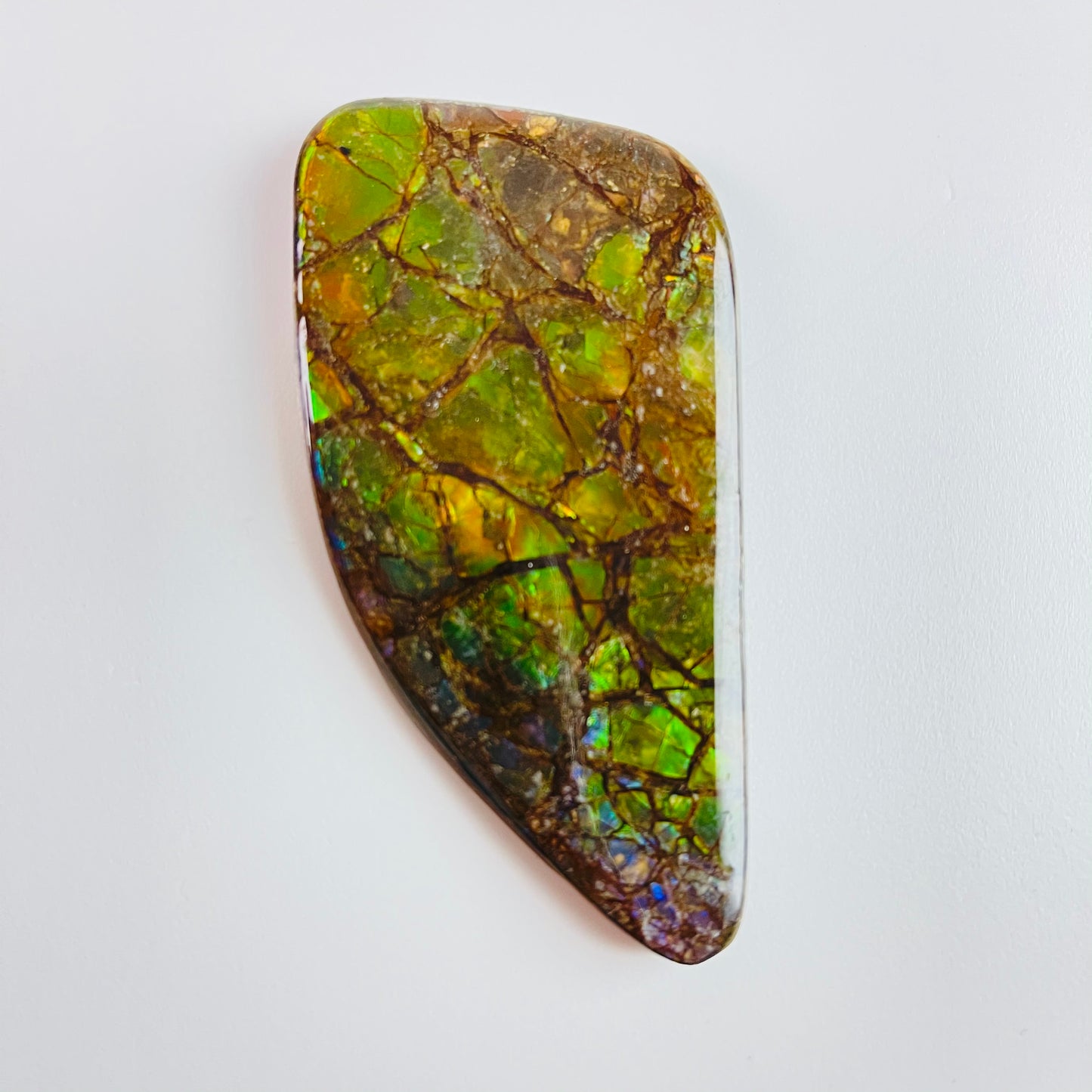 Ammolite