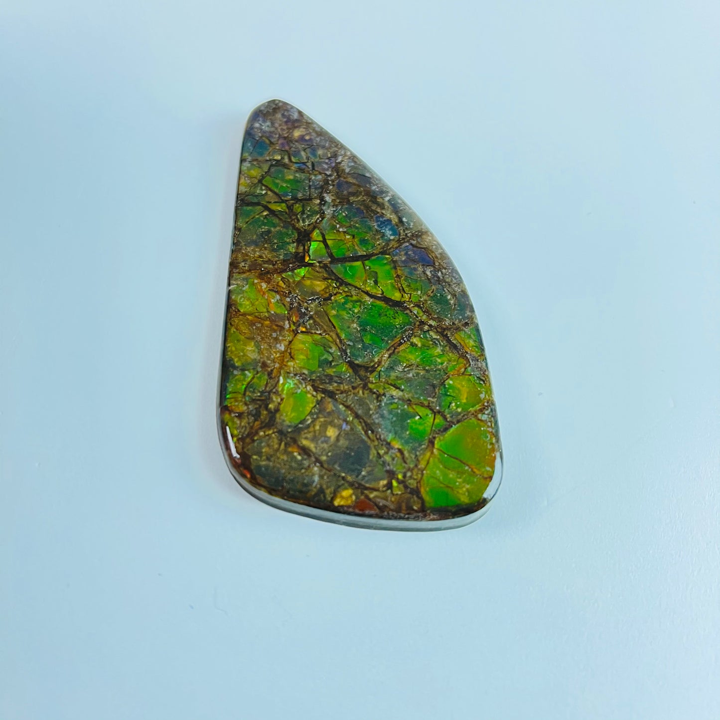 Ammolite