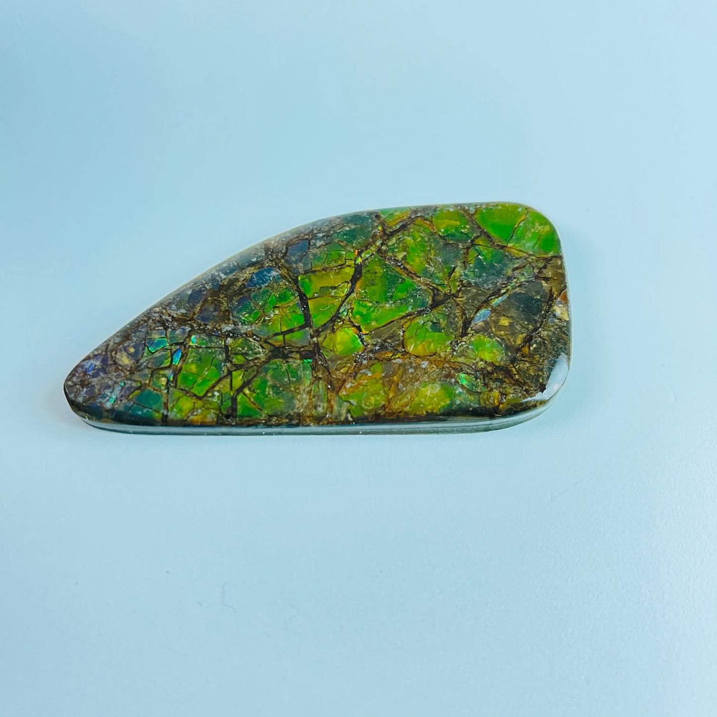 Ammolite