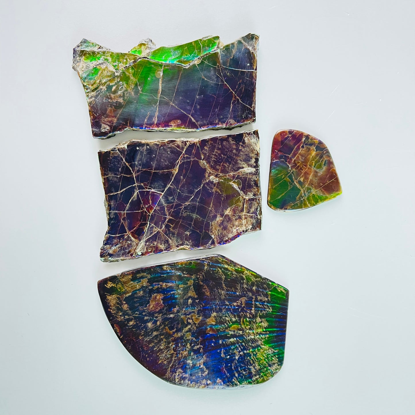 Ammolite