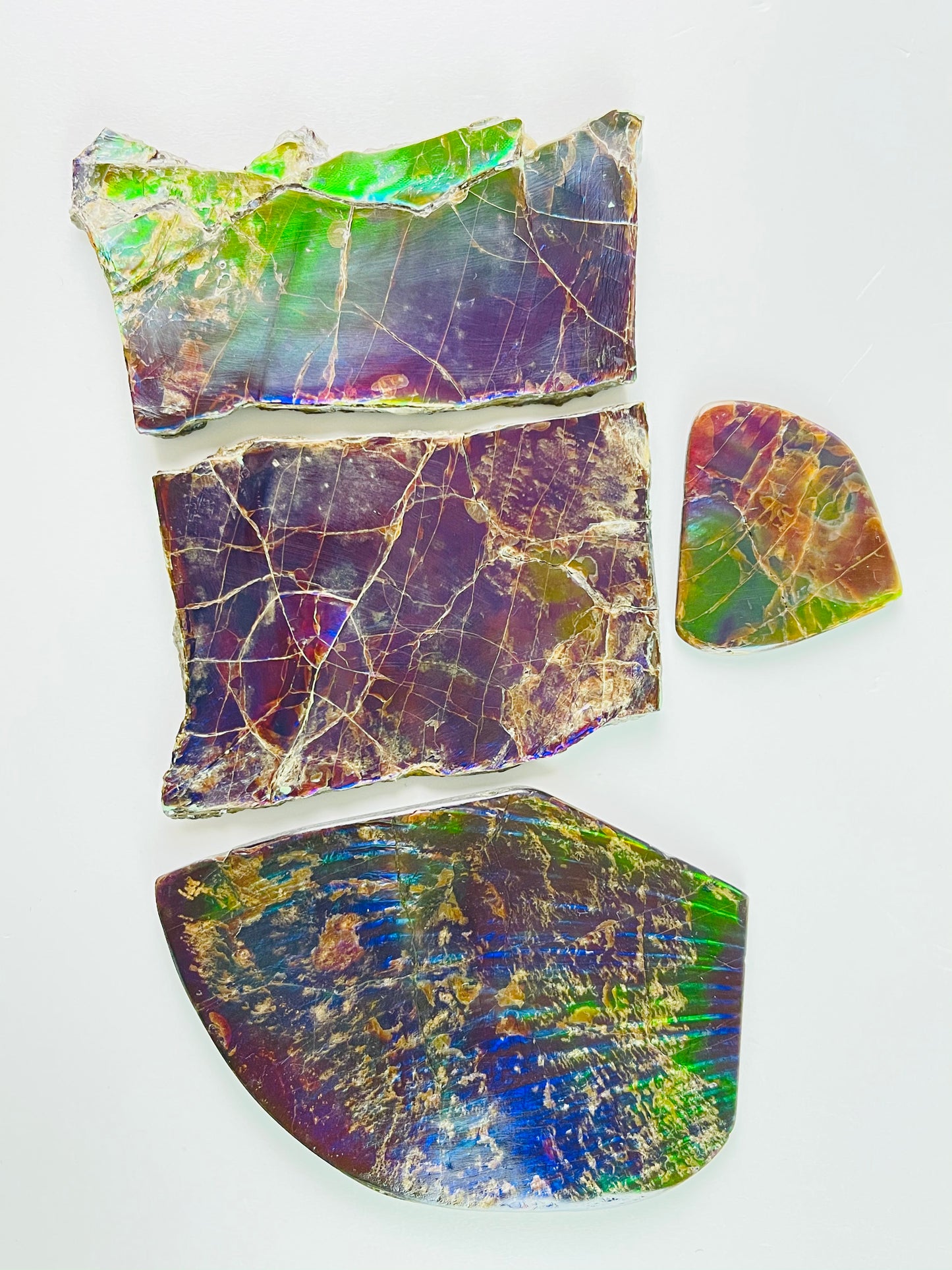 Ammolite