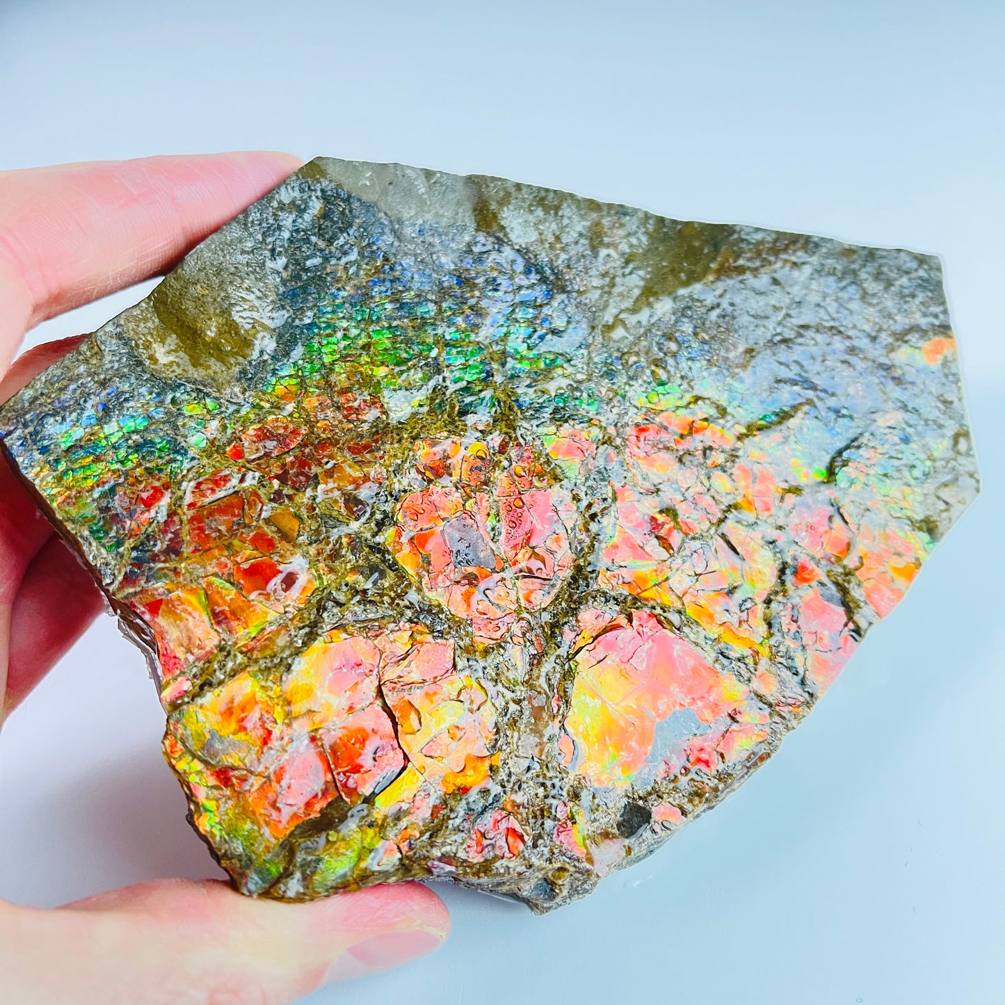 Ammolite Paperweight