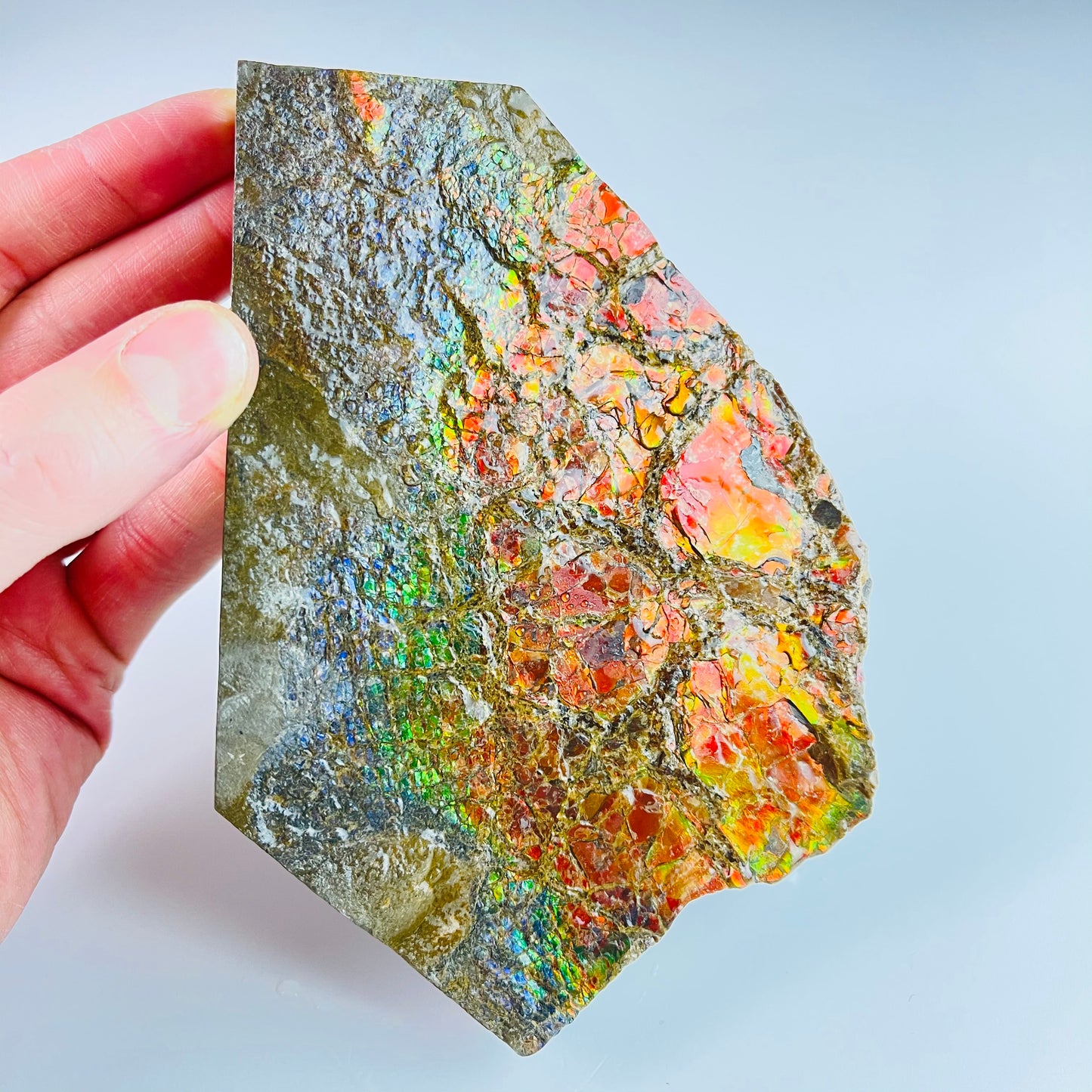 Ammolite Paperweight