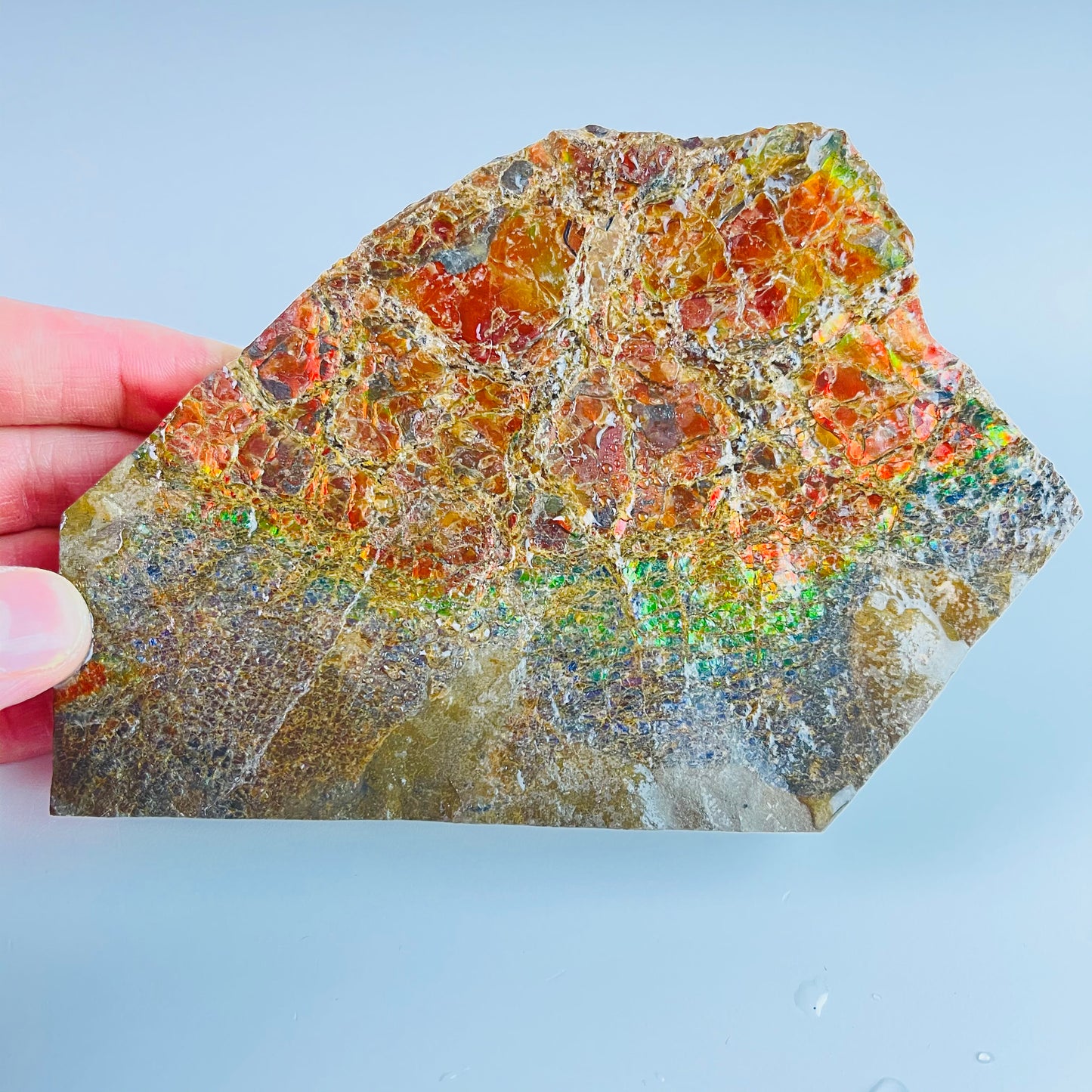 Ammolite Paperweight