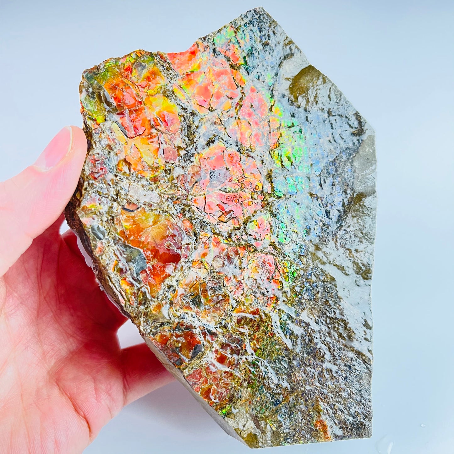 Ammolite Paperweight