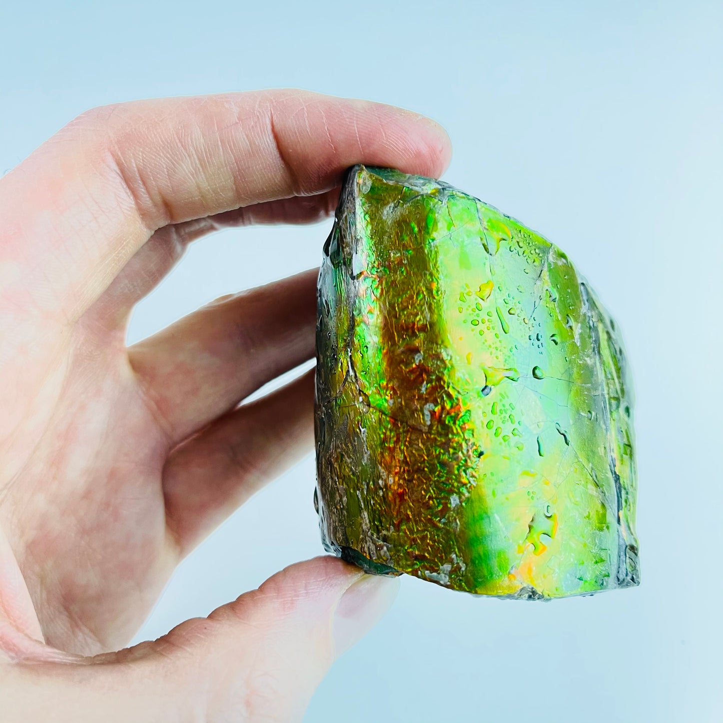 Ammolite