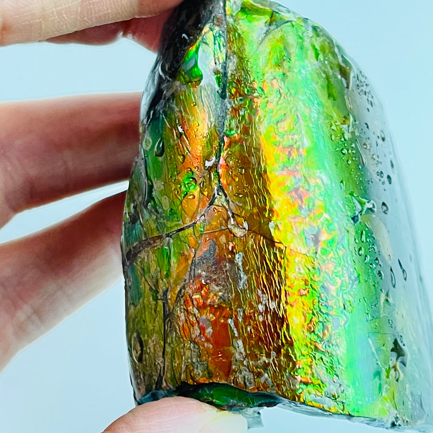 Ammolite