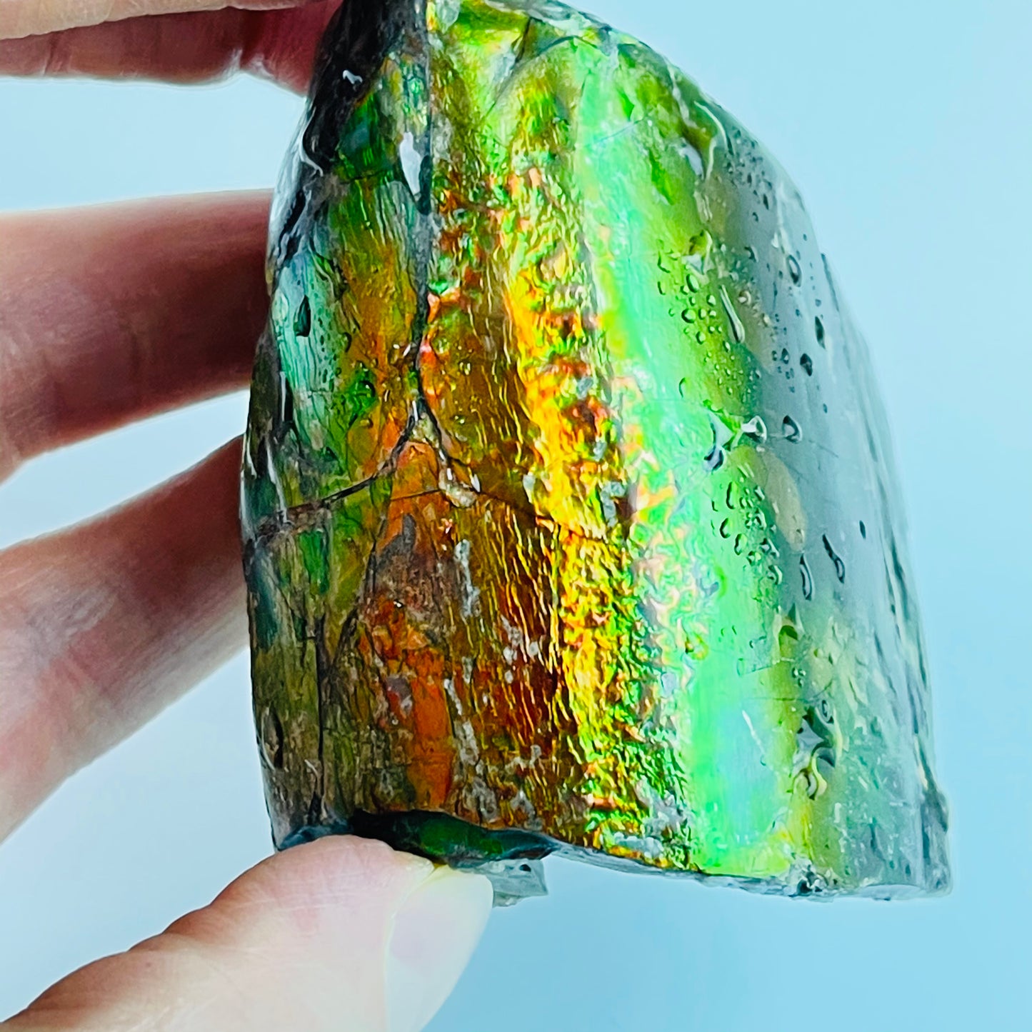 Ammolite