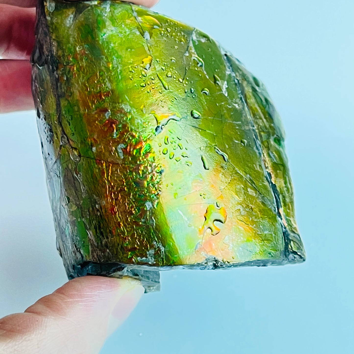 Ammolite