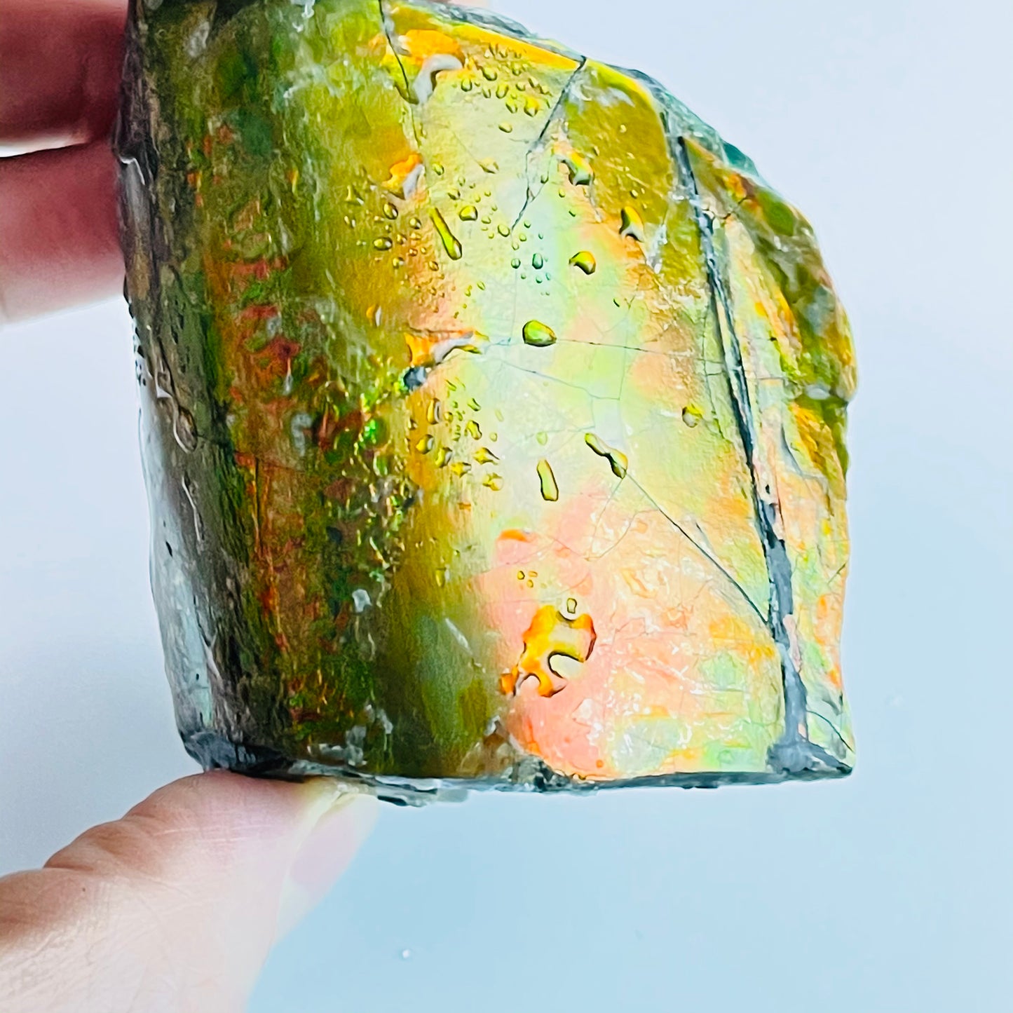 Ammolite