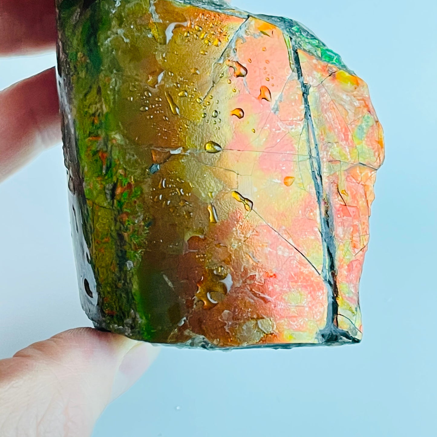 Ammolite