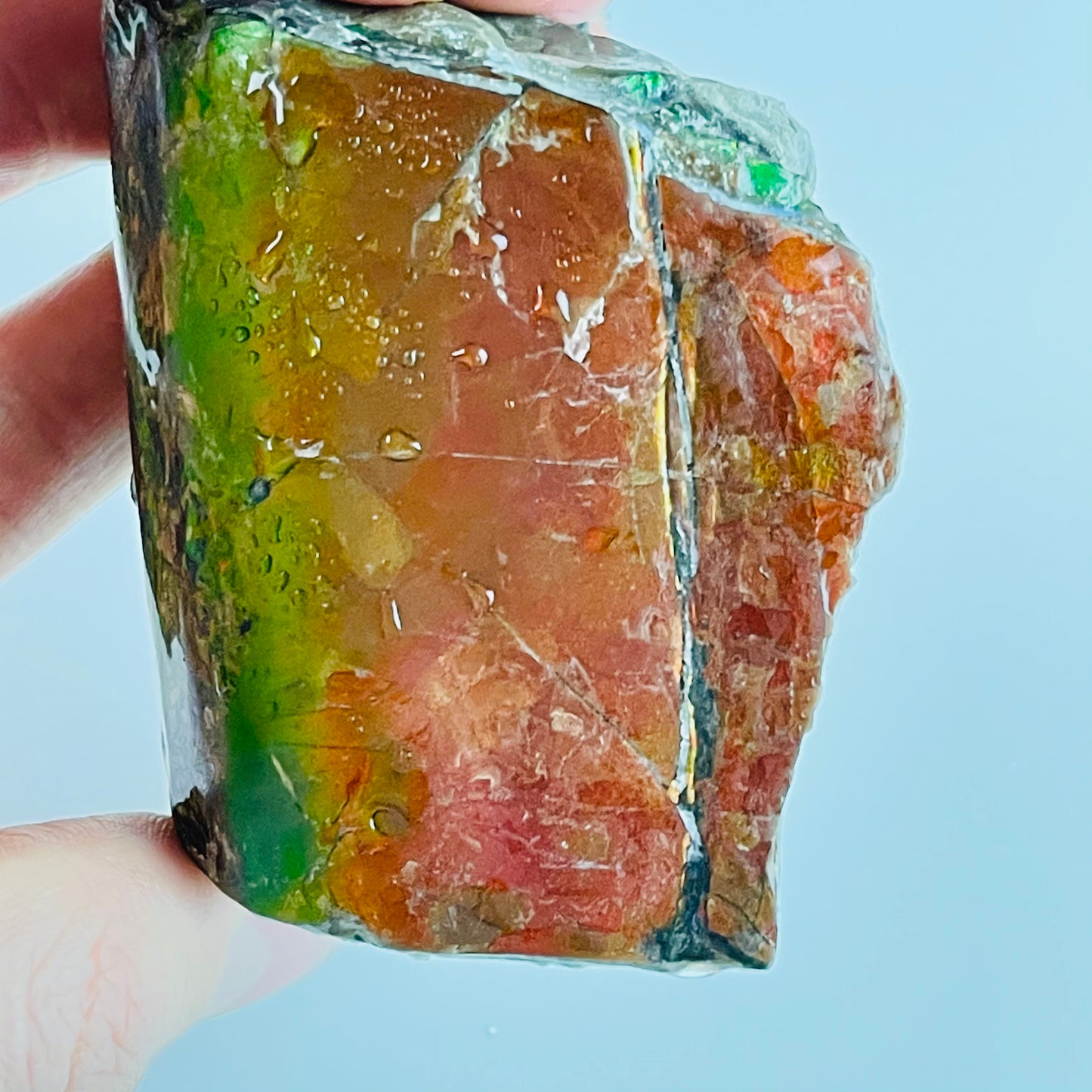 Ammolite