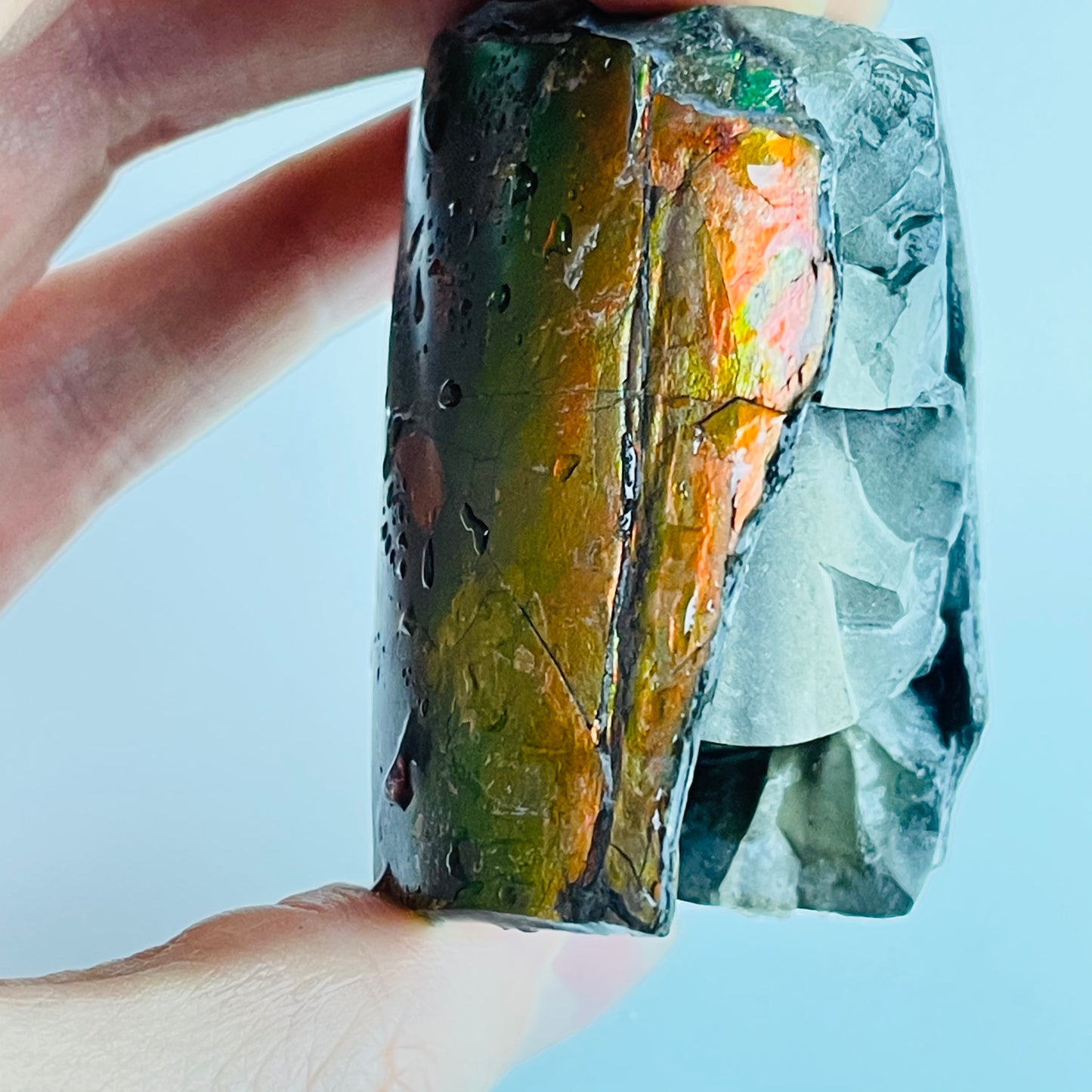 Ammolite