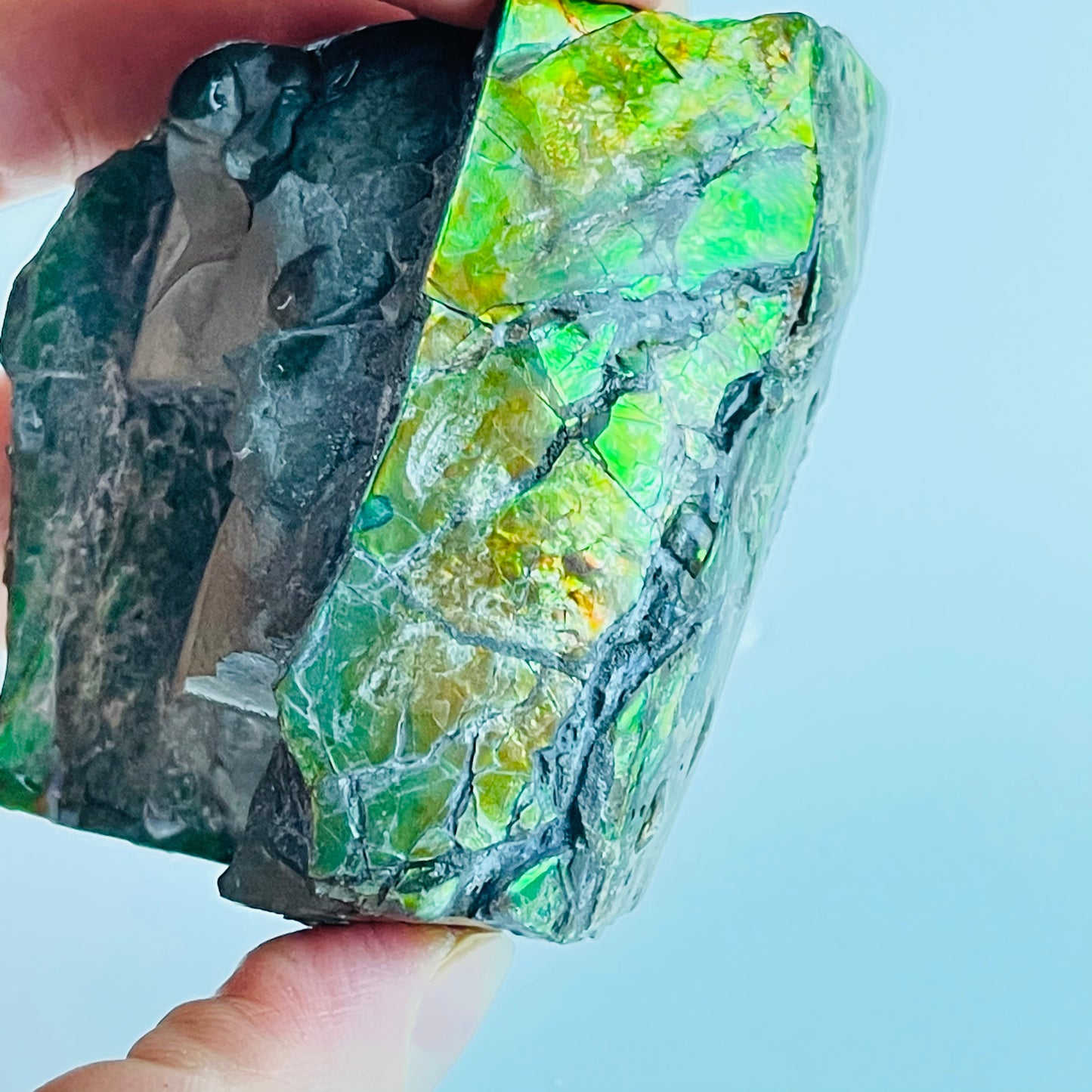 Ammolite
