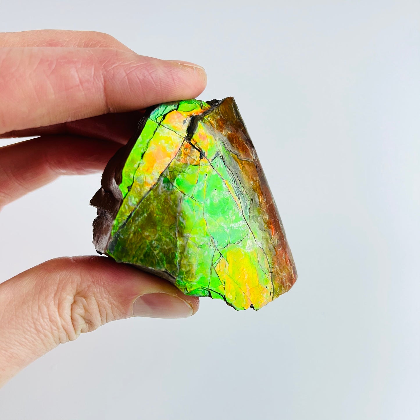 Ammolite