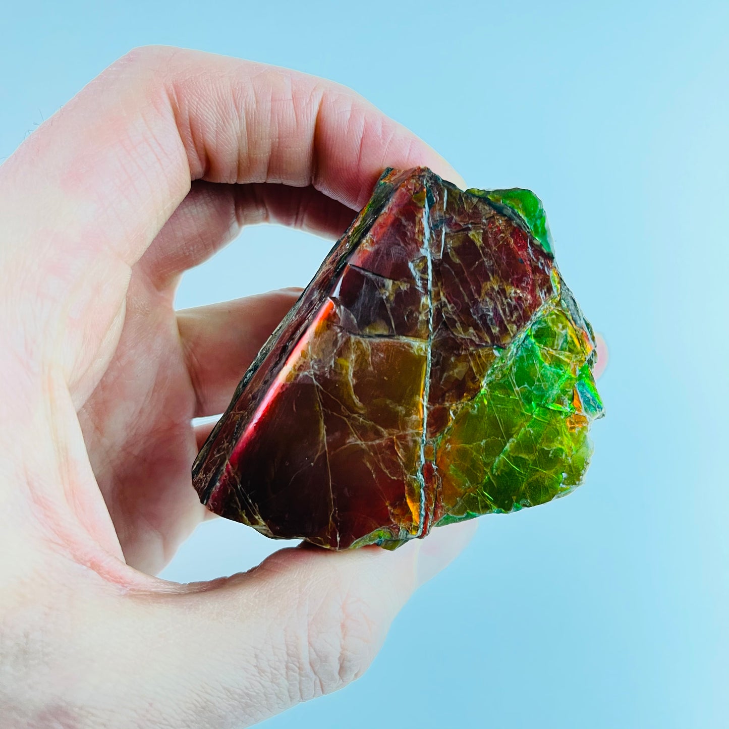 Ammolite