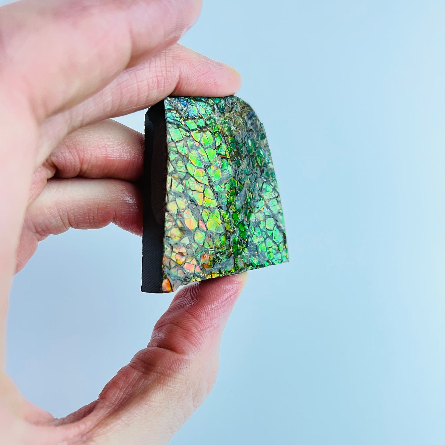 Ammolite