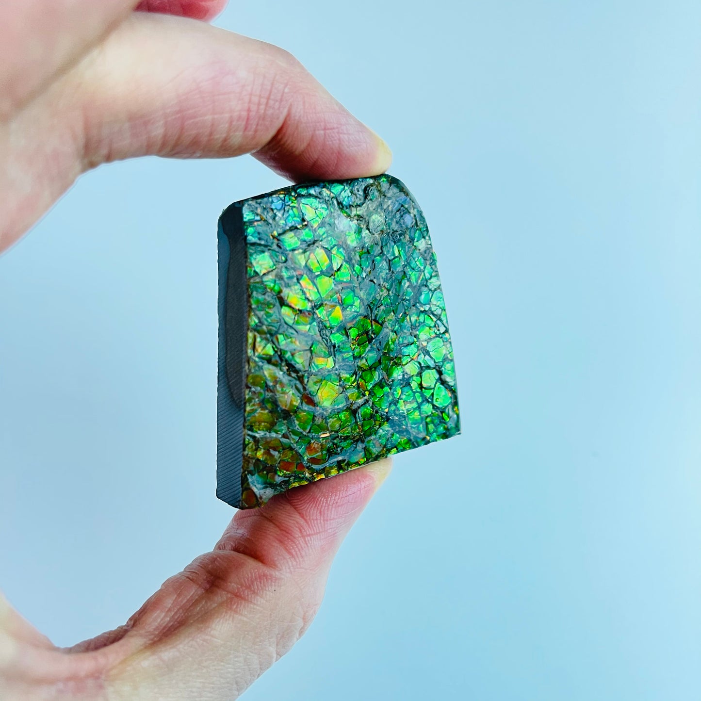 Ammolite