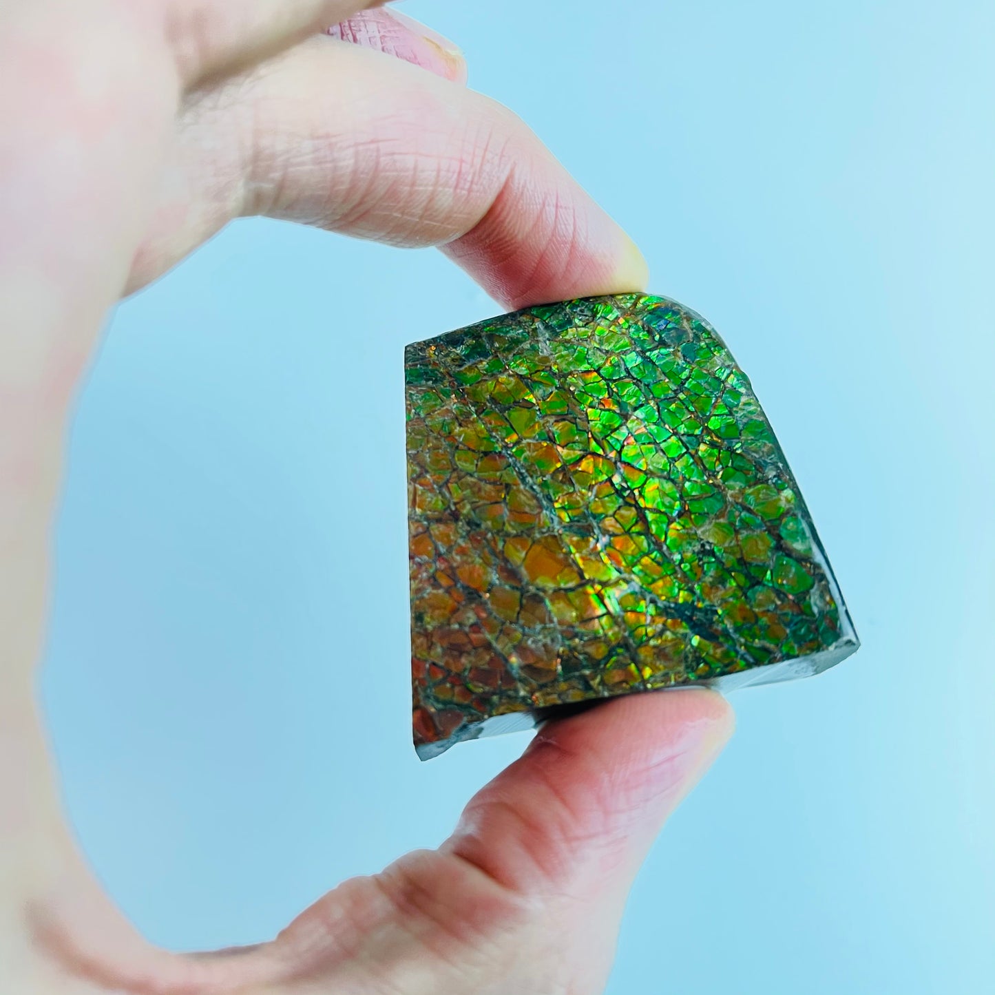 Ammolite