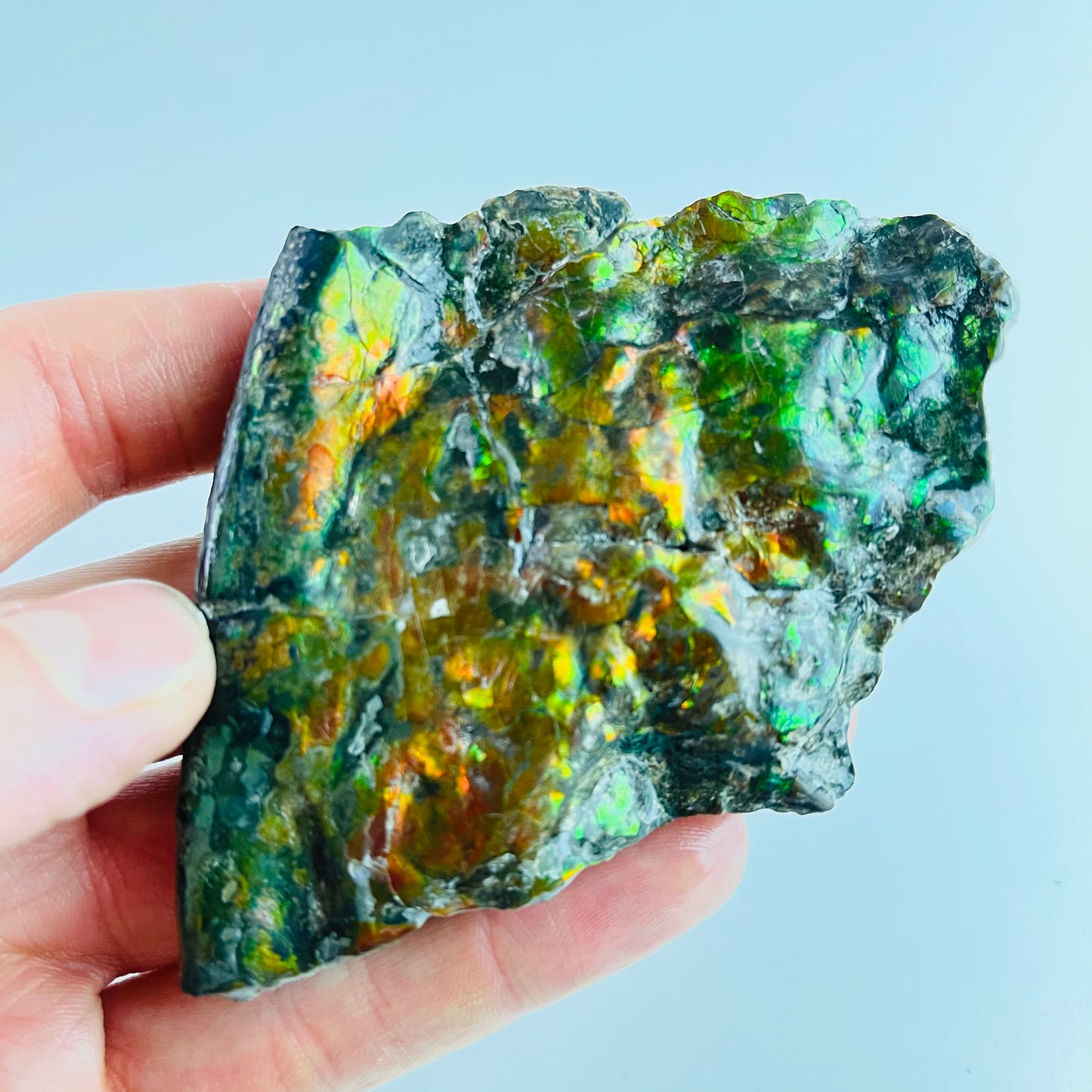 Ammolite