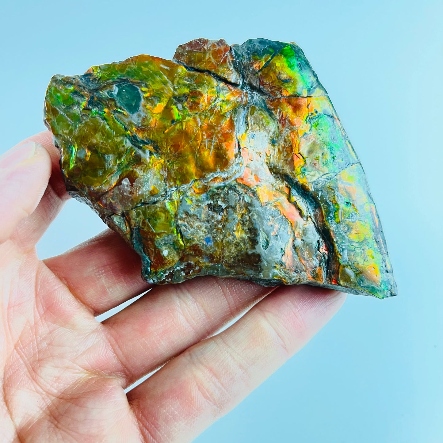 Ammolite