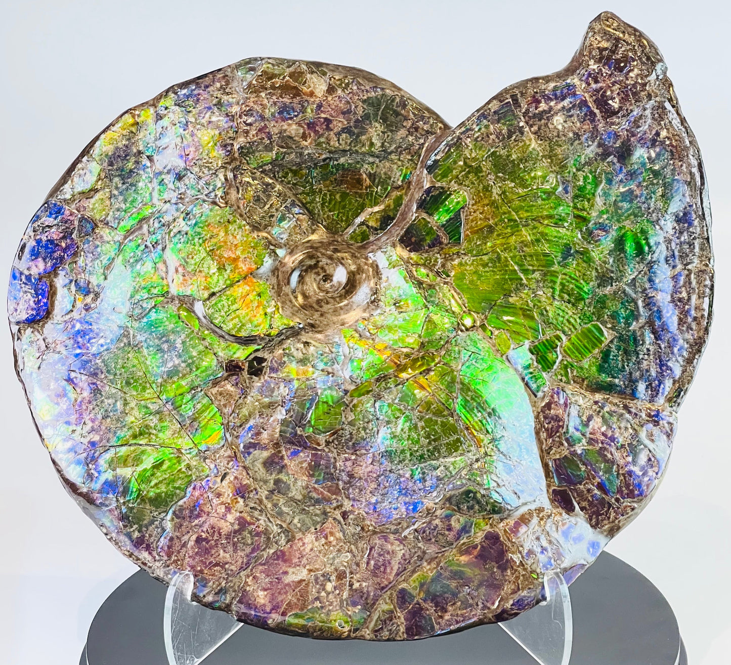 Eddie the Ammolite