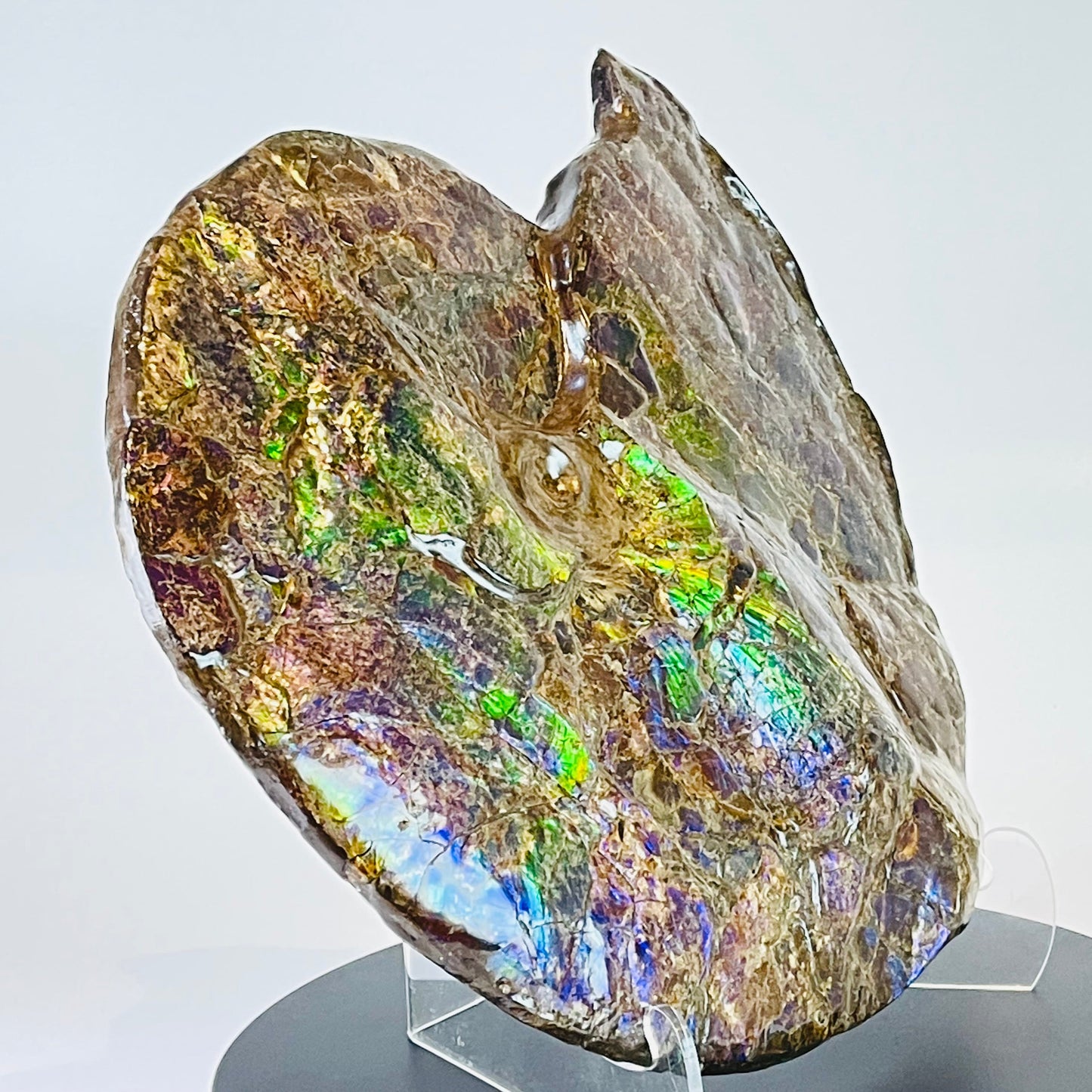 Eddie the Ammolite