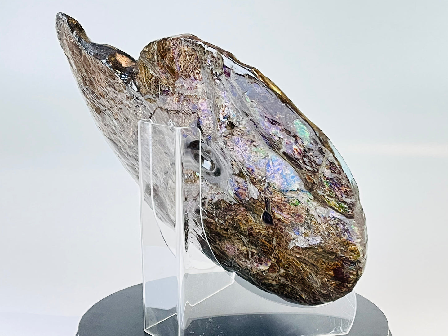 Eddie the Ammolite