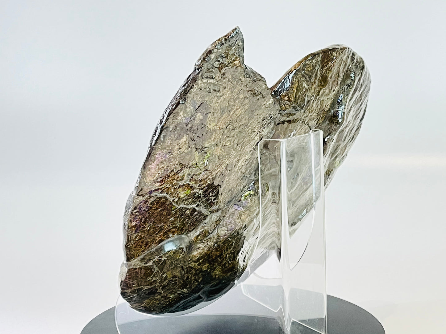 Eddie the Ammolite