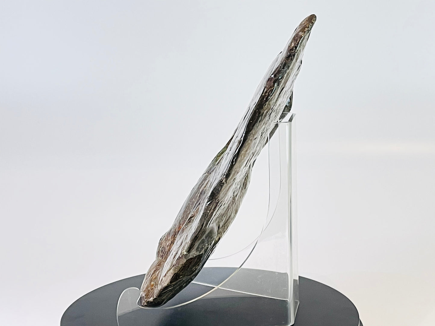 Eddie the Ammolite