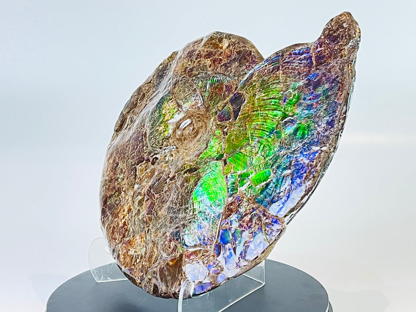 Eddie the Ammolite