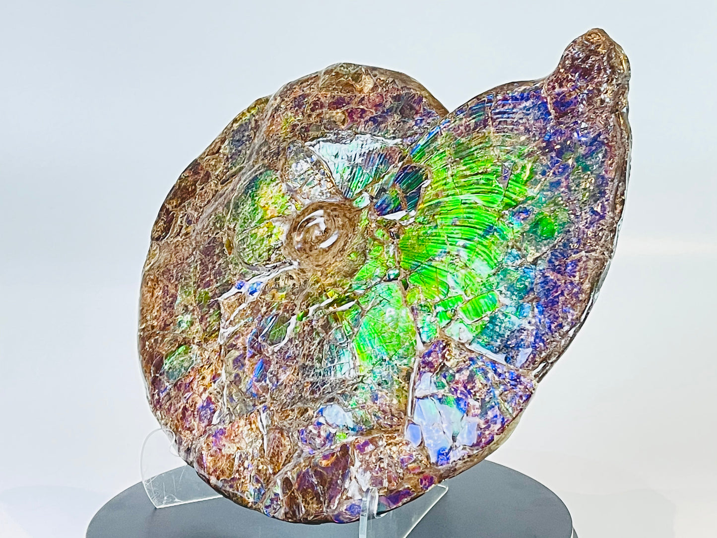 Eddie the Ammolite