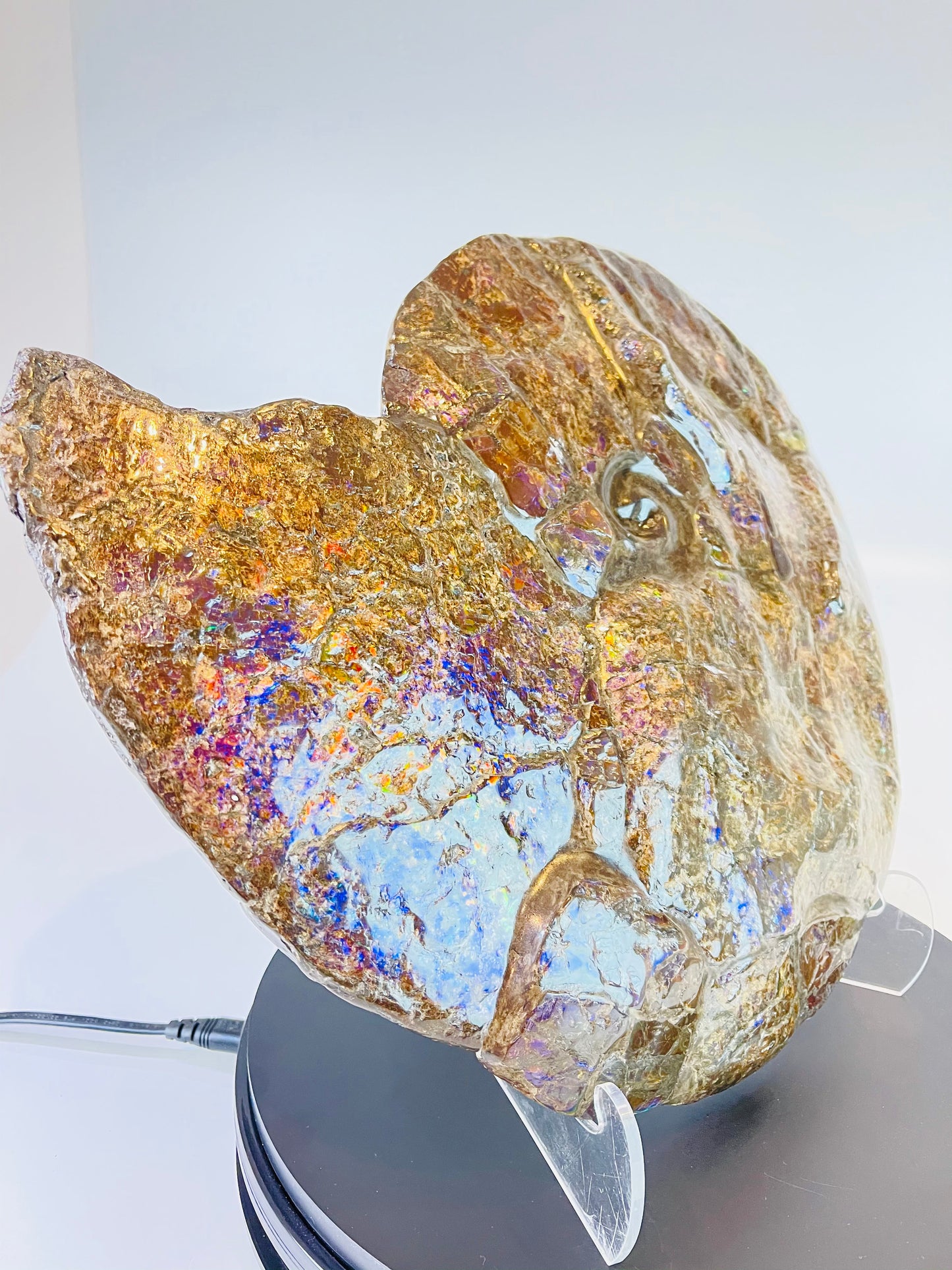 Eddie the Ammolite