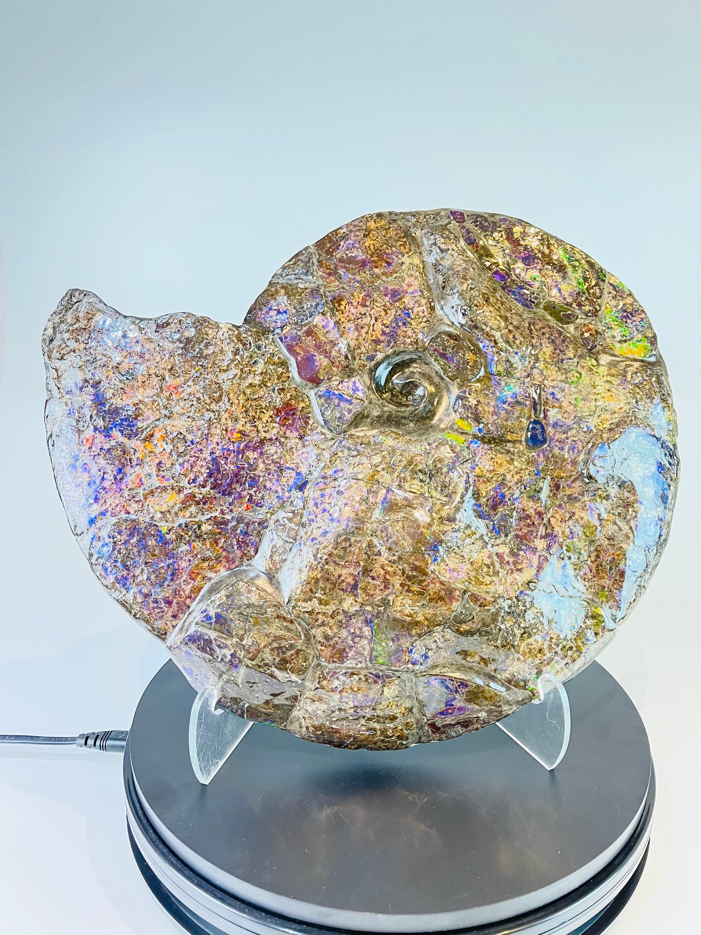 Eddie the Ammolite