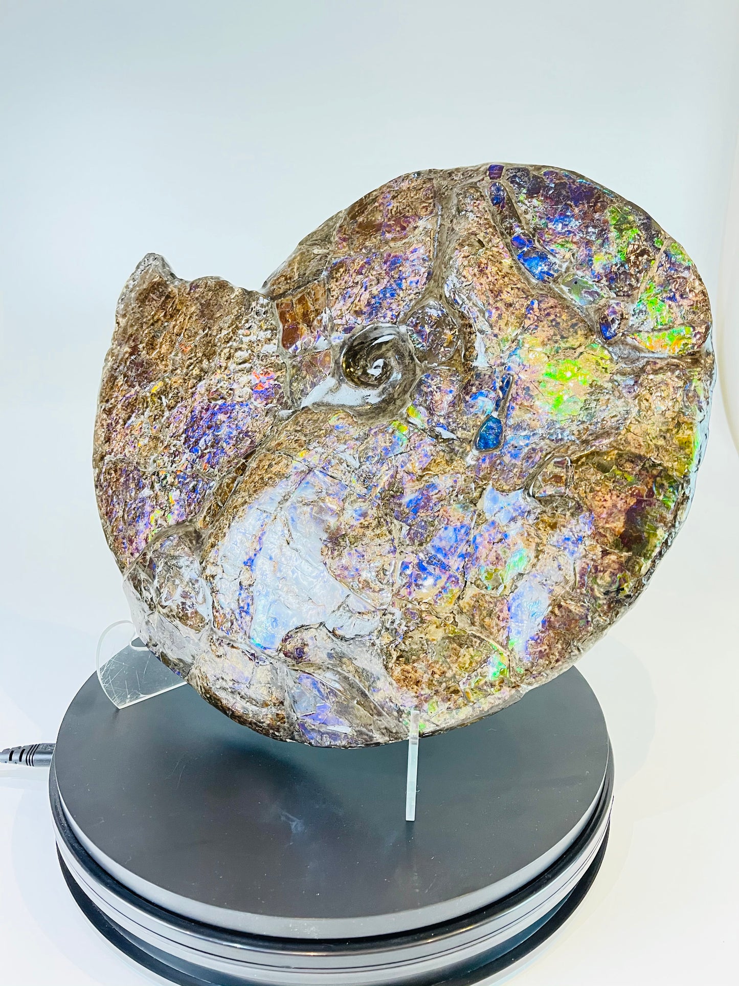 Eddie the Ammolite