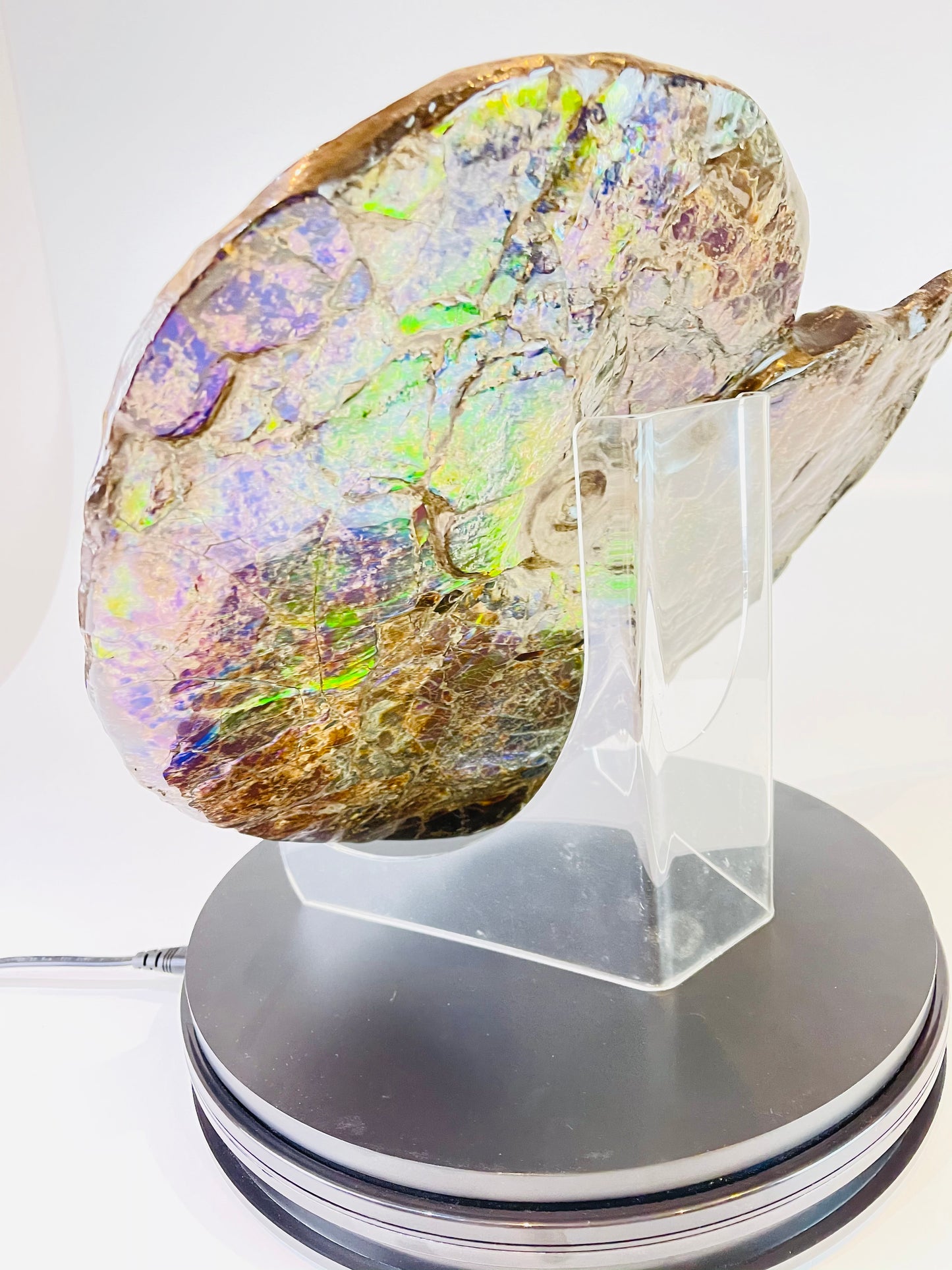 Eddie the Ammolite