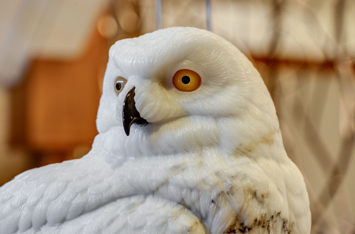 Snowy Owl