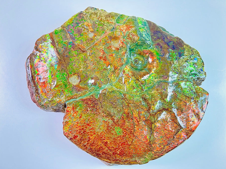 Ammolite Suiseki