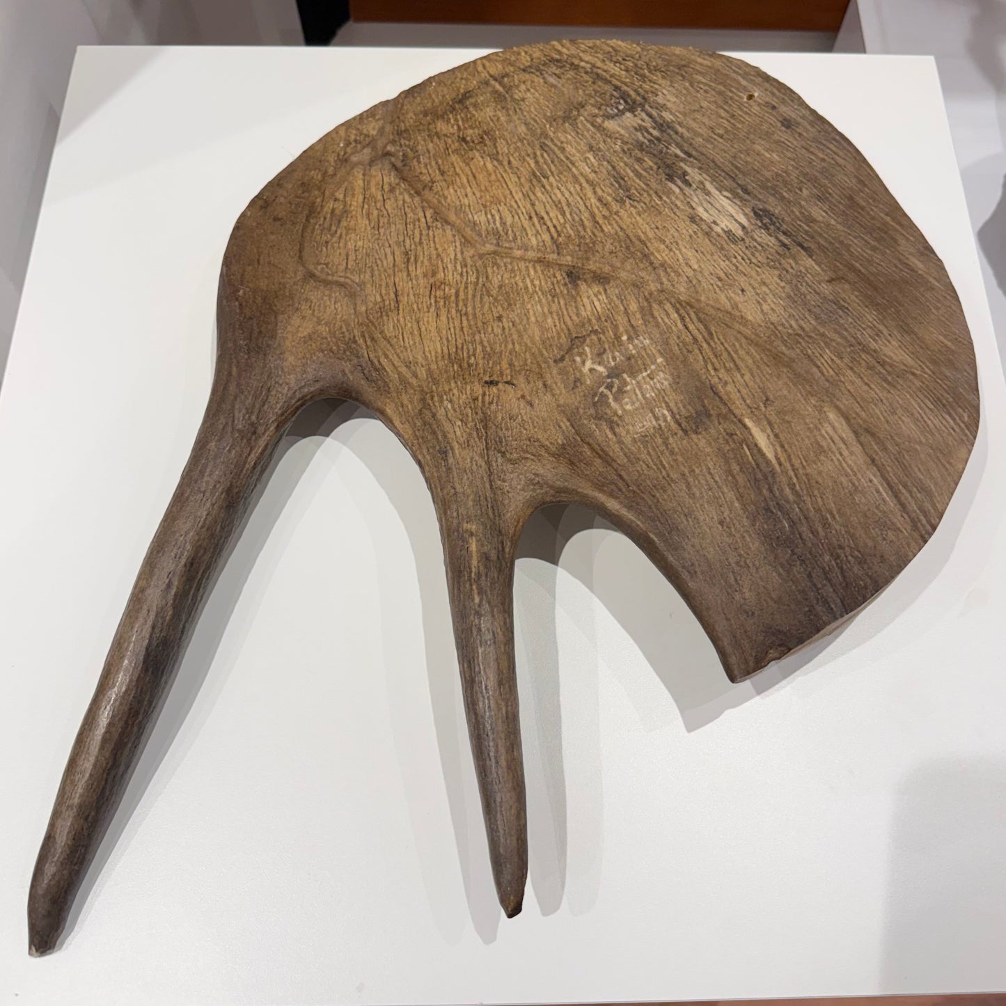 Moose Antler Etching