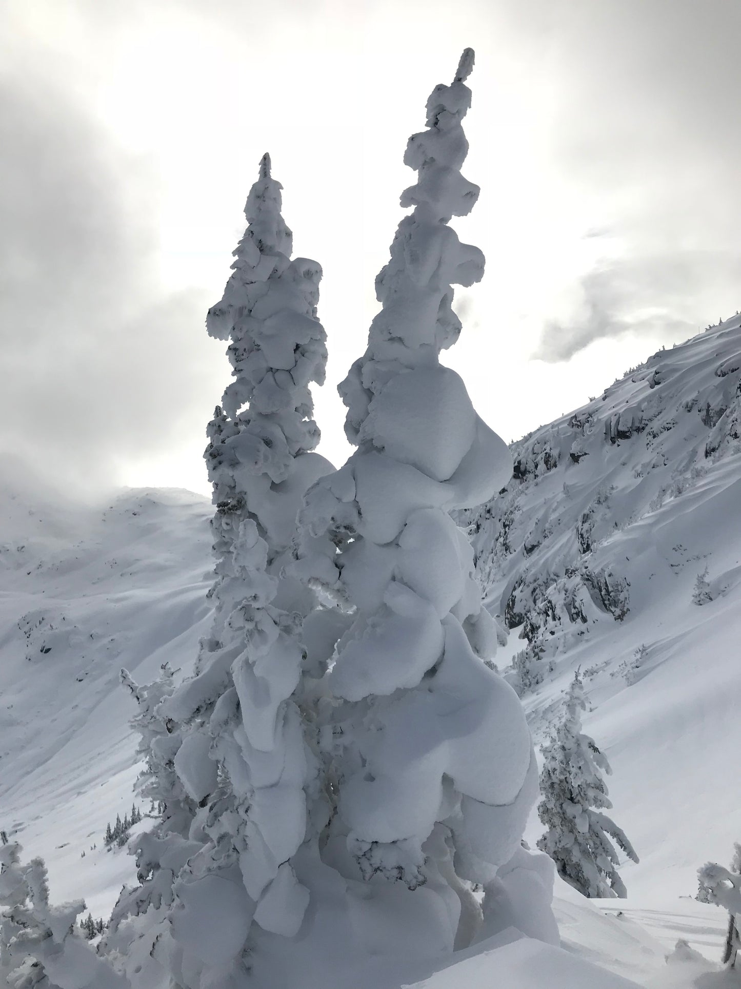 Big White Snow Tree