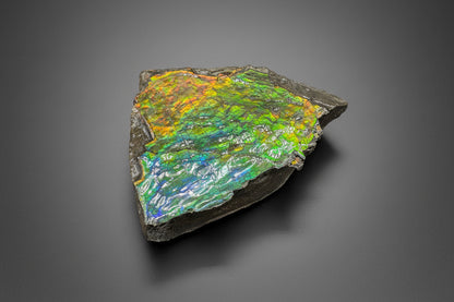 Ammolite 1