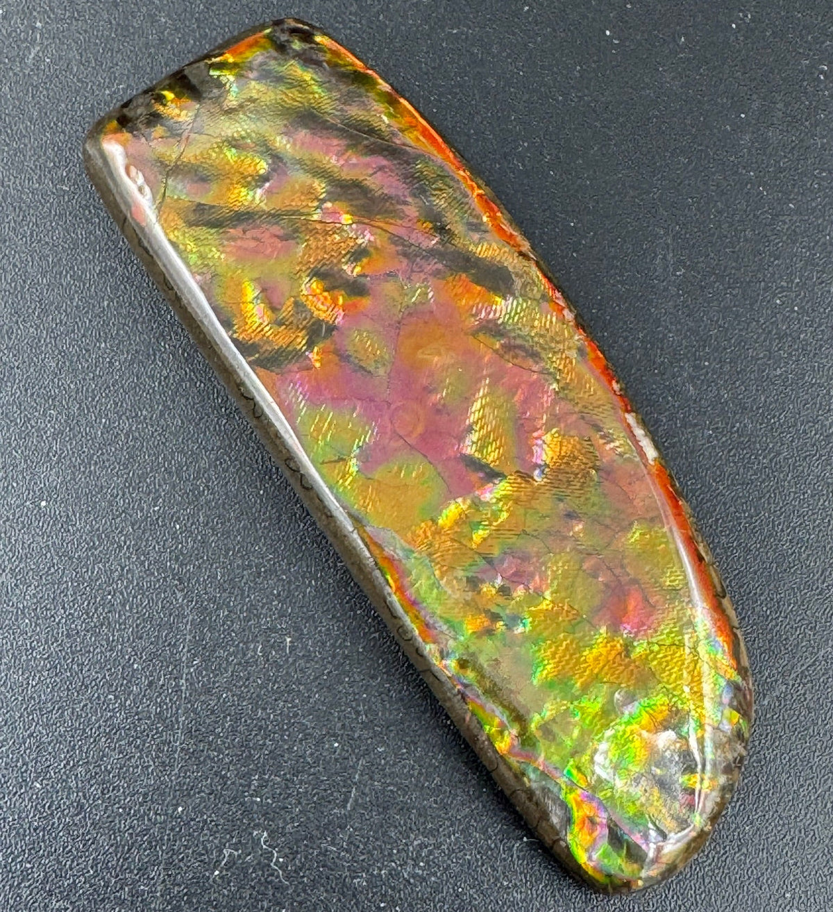 Small Collectors Ammolite – Rare Ammolite Gemstone Ammolite