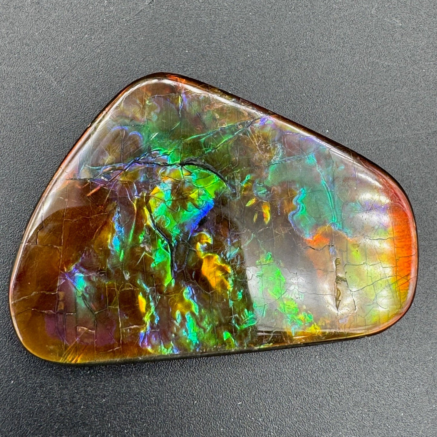 Medium Collectors Ammolite